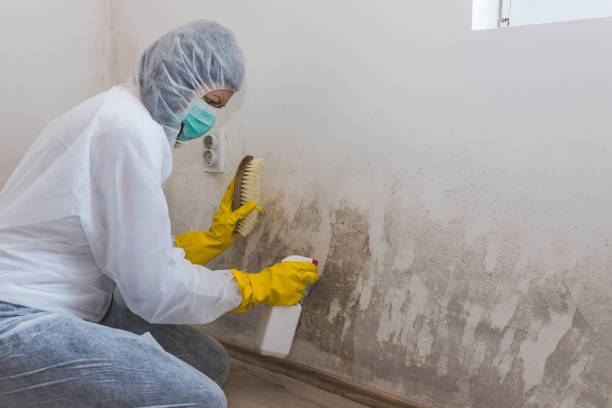 Best Emergency Mold Remediation in Capac, MI