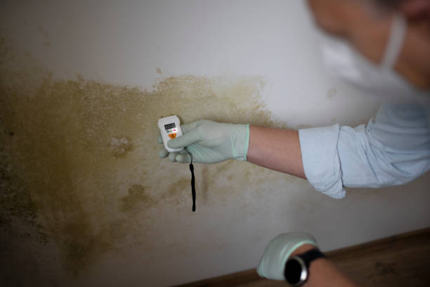 Best Kitchen Mold Remediation in Capac, MI