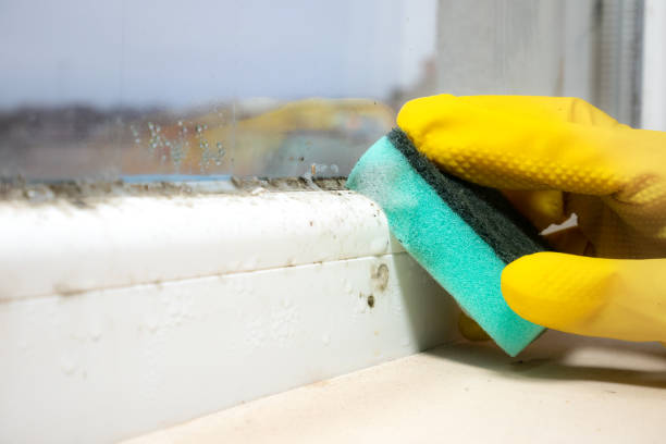 Best Emergency Mold Remediation in Capac, MI