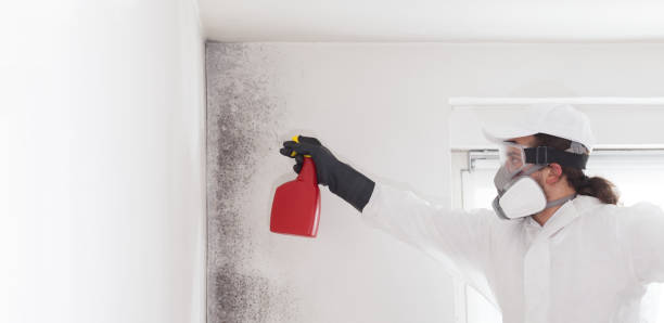 Best Emergency Mold Remediation in Capac, MI