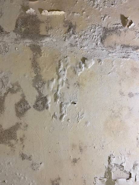 Best Residential Mold Remediation in Capac, MI