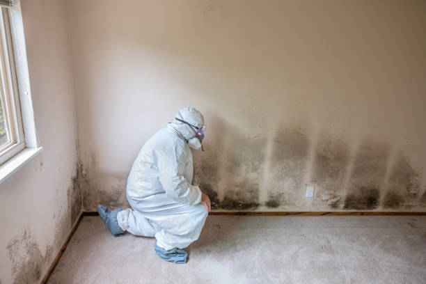 Professional Mold Remediation in Capac, MI