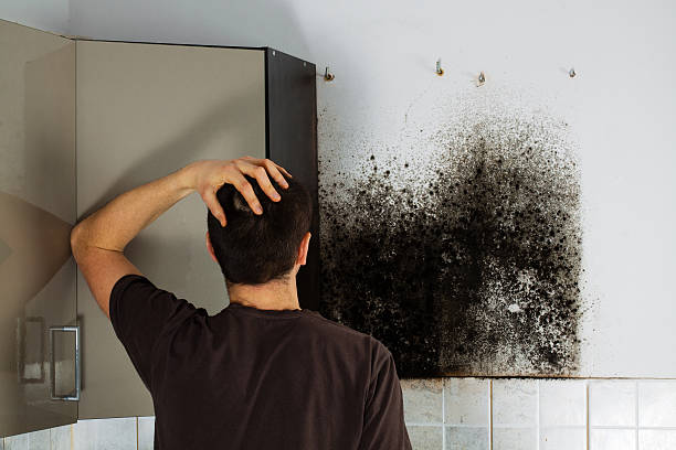 Best Insurance-Related Mold Remediation in Capac, MI